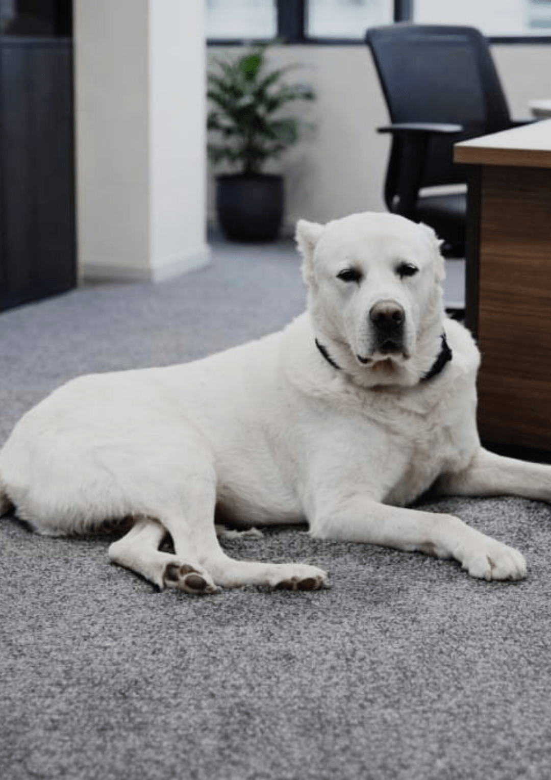 Weißer Hund entspannt im Büro des Betreuungsdienst Henk in Wildeshausen
