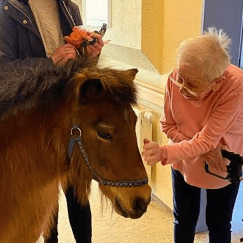 Older woman in a pink sweater gently strokes a brown pony with a blue halter, while another person nearby holds an orange flower.