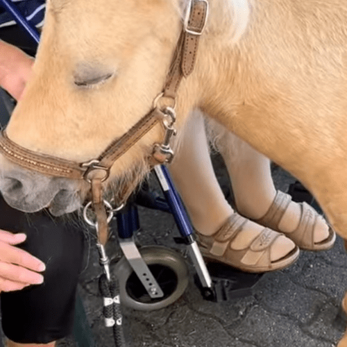 Close-up of a light-colored horse wearing a leather bridle and harness, with a person nearby and wearing sandals.